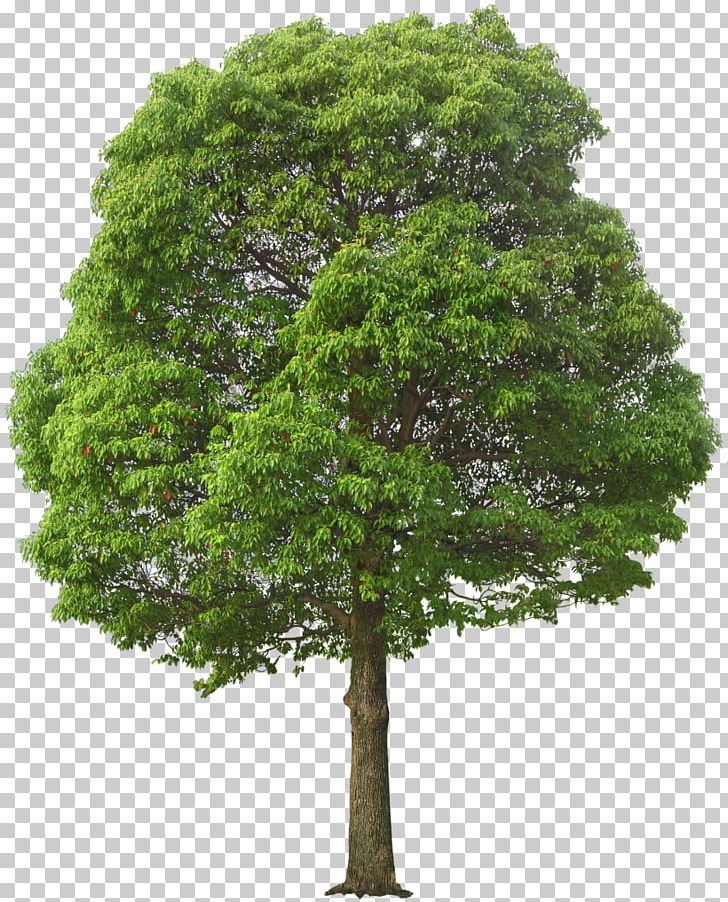 Stock Photography Tree PNG, Clipart, Biome, Branch, Clipart, Evergreen, Lush Free PNG Download