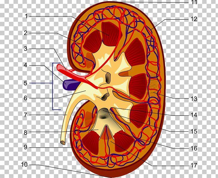 The Excretory System Kidney Excretion Endocrine System PNG, Clipart, Anatomy, Area, Art, Circle, Endocrine System Free PNG Download