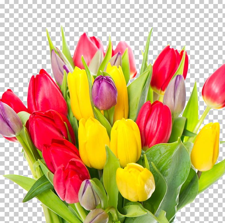 Tulip Flower Bouquet Garden Roses White PNG, Clipart, Color, Cut Flowers, Floral Design, Floristry, Flower Free PNG Download