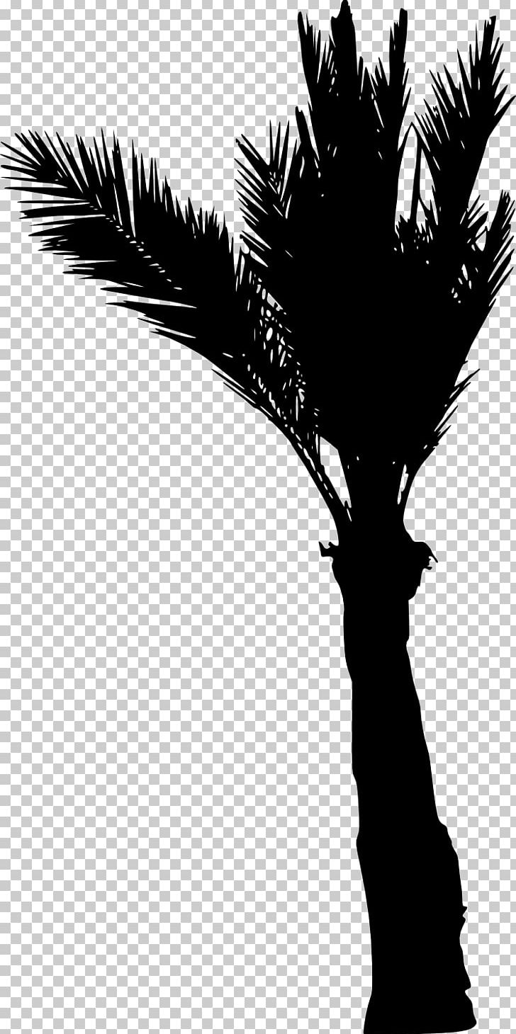 Arecaceae Asian Palmyra Palm Plant PNG, Clipart, Arecaceae, Arecales, Asian Palmyra Palm, Black And White, Borassus Free PNG Download