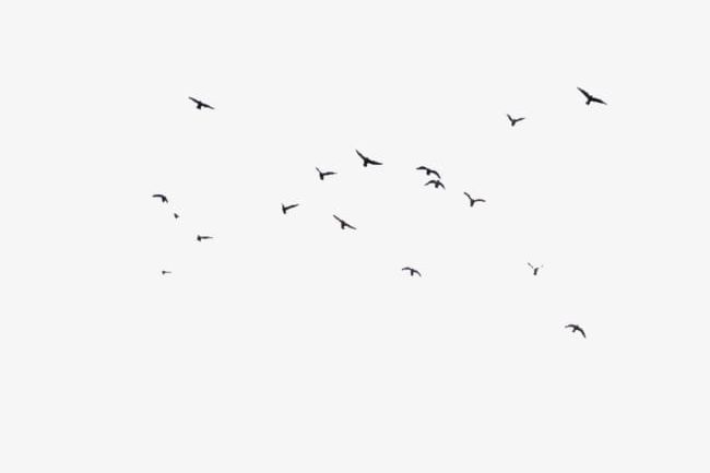 Birds Fly Floats PNG, Clipart, Birds, Birds Clipart, Floating, Floating Object, Floats Clipart Free PNG Download