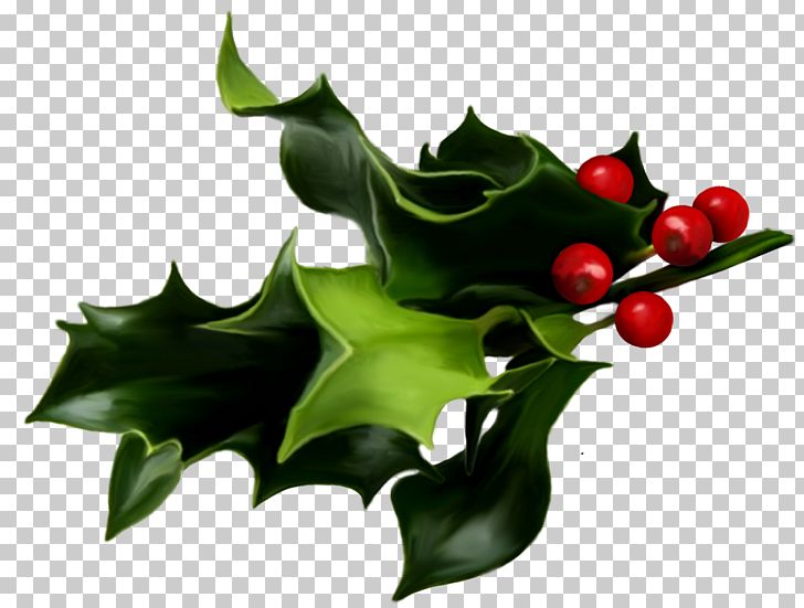 Common Holly Mistletoe Christmas PNG, Clipart, Aquifoliaceae, Aquifoliales, Christmas, Christmas Clipart, Christmas Mistletoe Free PNG Download