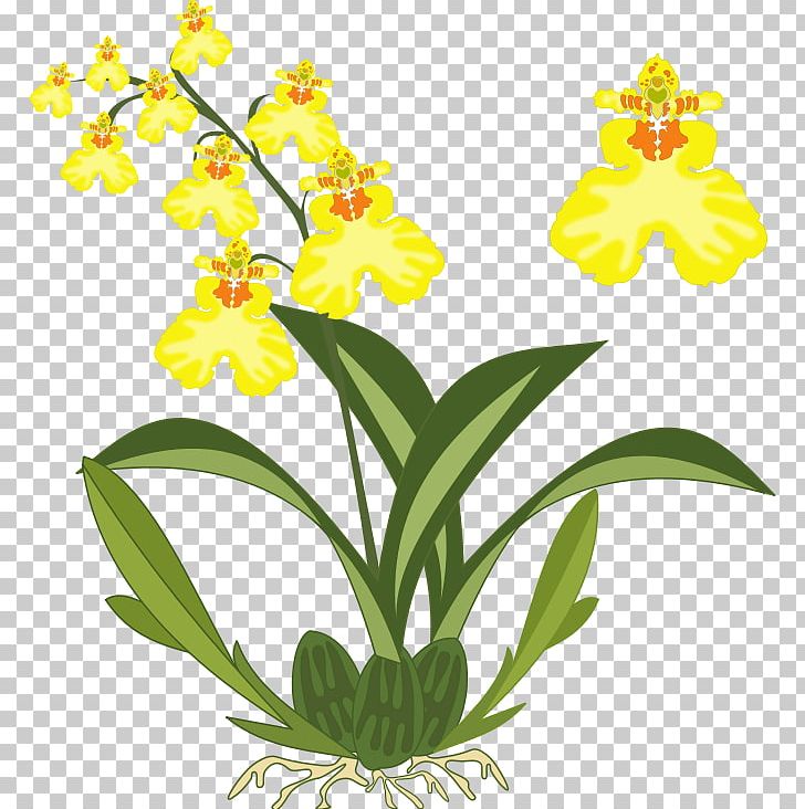 Dancing-lady Orchid Cattleya Orchids PNG, Clipart, Boat Orchid, Byte, Cattleya Orchids, Computer Icons, Cut Flowers Free PNG Download