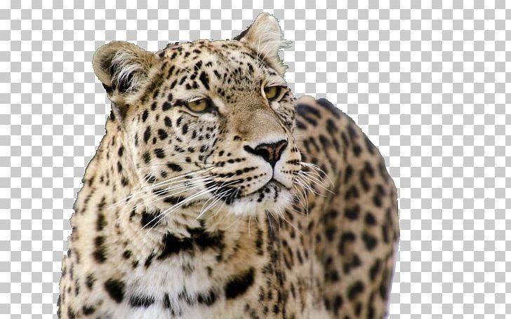 Jaguar Tiger Snow Leopard Persian Leopard Felidae PNG, Clipart, Animal, Animal Print, Animals, Big Cat, Big Cats Free PNG Download