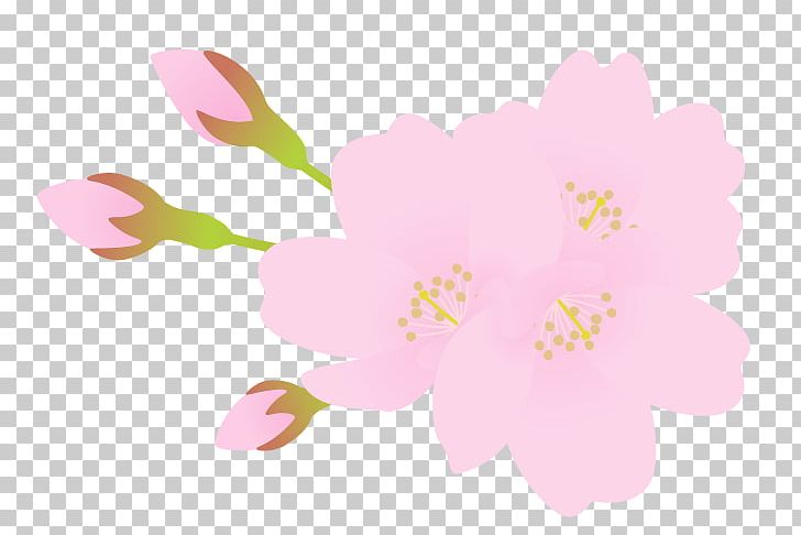 Mallows Floral Design Flower Petal Blossom PNG, Clipart, Blossom, Cherry, Cherry Blossom, Floral Design, Flower Free PNG Download