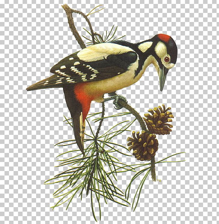 Bird Beak Piciformes PNG, Clipart,  Free PNG Download