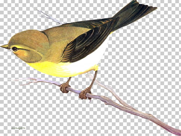 Bird Eurasian Magpie House Sparrow Eurasian Tree Sparrow PNG, Clipart, Animals, Beak, Bird, Bird Watercolor, Chickadee Free PNG Download