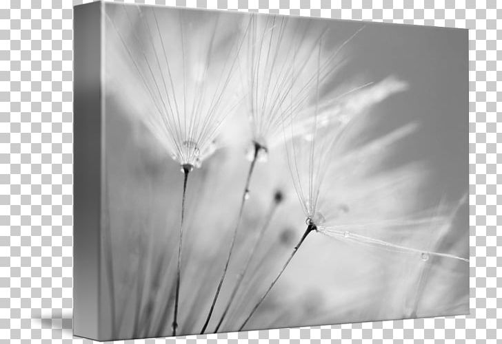 Common Dandelion Canvas Print Photography Art PNG, Clipart, Art, Artist, Black And White, Blue, Canvas Free PNG Download