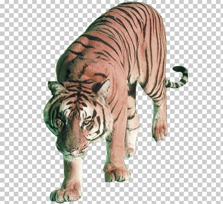 Lion Sumatran Tiger Bengal Tiger Siberian Tiger Felidae PNG, Clipart, Animals, Bengal Tiger, Big Cats, Carnivoran, Cat Free PNG Download