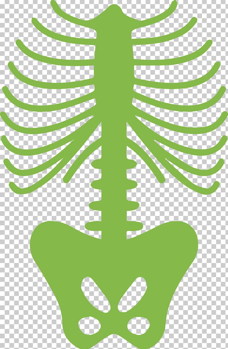 Rib Cage Human Body Human Skeleton PNG, Clipart, Area, Arnold, Artwork, Bone, Grass Free PNG Download