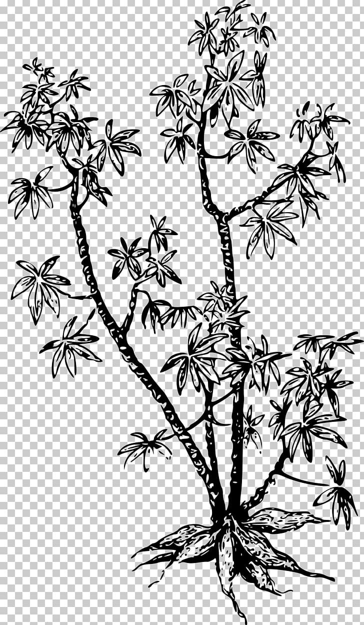 Cassava Plant Arrowroot Tuber PNG, Clipart, Arrowroot, Black And White, Branch, Cassava, Flora Free PNG Download