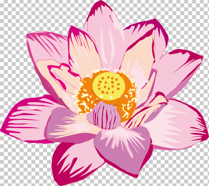 Lotus Flower PNG, Clipart, Aquatic Plant, Cut Flowers, Dahlia, Drawing, Floral Design Free PNG Download