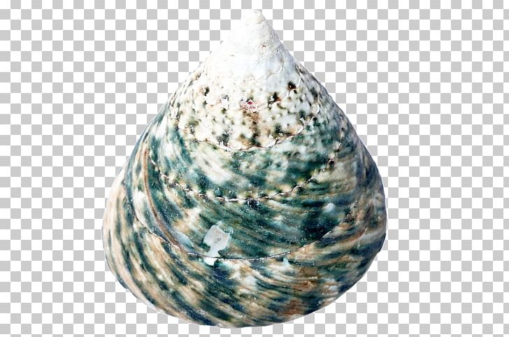 Cockle Clam Seashell Bivalvia PNG, Clipart, Animals, Beach, Bivalvia, Clam, Clams Oysters Mussels And Scallops Free PNG Download