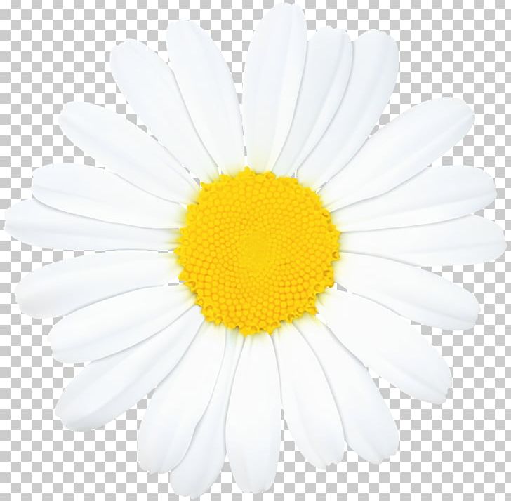 Common Daisy Portable Network Graphics Oxeye Daisy PNG, Clipart, Chamomile, Chrysanthemum, Chrysanths, Common Daisy, Daisy Free PNG Download