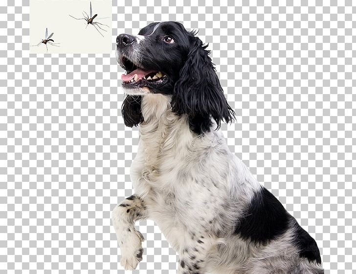 English Springer Spaniel French Spaniel Small Münsterländer Russian Spaniel Drentse Patrijshond PNG, Clipart, Carnivoran, Cavalier King Charles Spaniel, Companion Dog, Dog Breed, Dog Breed Group Free PNG Download