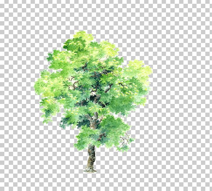 Tree Drawing Plant Computer-aided Design PNG, Clipart, Autumn Tree, Bauhinia Variegata, Bauhinia Xd7 Blakeana, Branch, Christmas Tree Free PNG Download