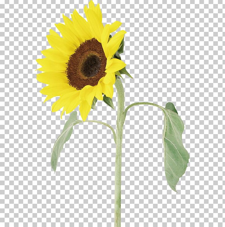 Common Sunflower Sunflower Seed PNG, Clipart, Aycicegi, Common Sunflower, Cut Flowers, Daisy Family, Flower Free PNG Download