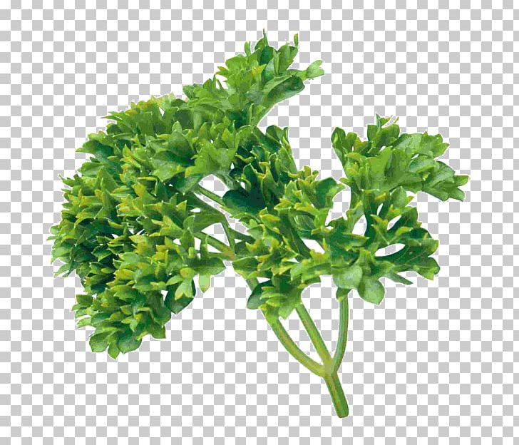 Parsley Coriander PNG, Clipart, Chervil, Clip Art, Coriander, Encapsulated Postscript, Fines Herbes Free PNG Download