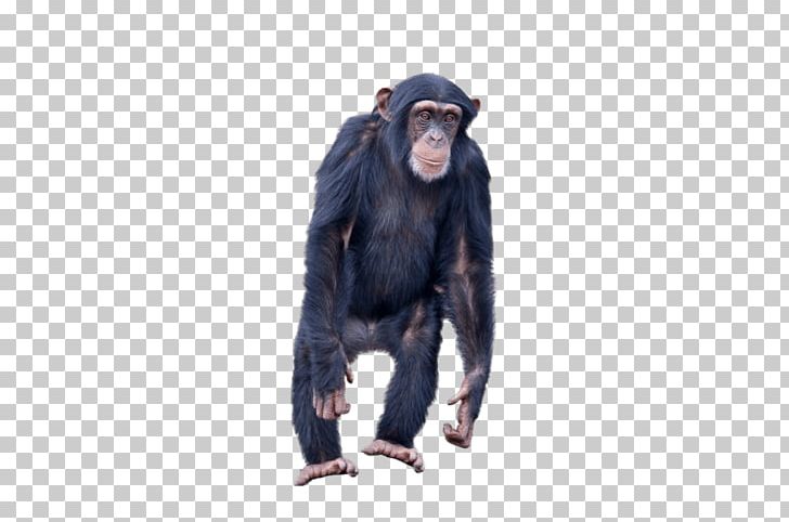 Common Chimpanzee Gorilla Monkey Ape Portable Network Graphics PNG, Clipart, Animal, Animals, Ape, Black Monkey, Chimpanzee Free PNG Download