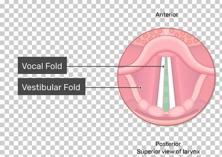 Epiglottis Larynx Vocal Folds Vestibular Fold PNG, Clipart, Anatomy, Angle, Diagram, Ear, Epiglottis Free PNG Download