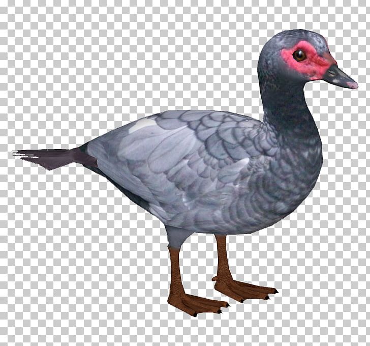 Goose Duck Water Bird Anatidae PNG, Clipart, Anatidae, Animal, Animals, Beak, Bird Free PNG Download