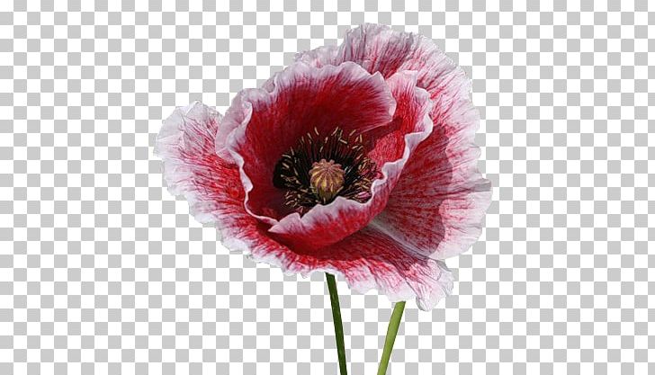 Opium Poppy Flower Herbaceous Plant PNG, Clipart, Anemone, Annual Plant, Cut Flowers, Editing, Favorit Free PNG Download