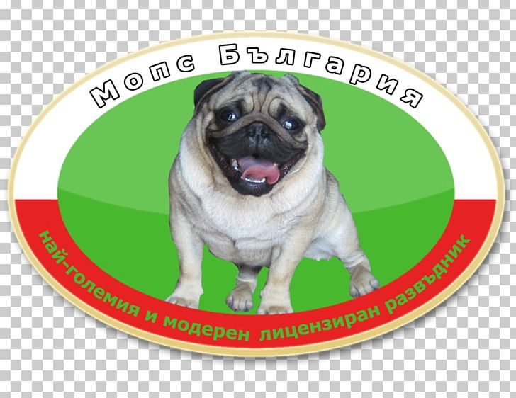 Pug Puppy Dog Breed Toy Dog Snout PNG, Clipart, Animal, Animals, Breed, Carnivoran, Dog Free PNG Download