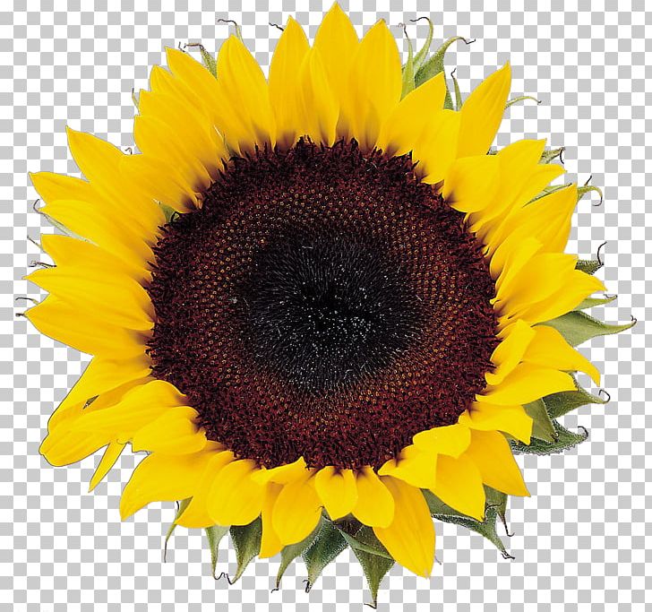 Common Sunflower PNG, Clipart, Can Stock Photo, Daisy Family, Flower, Flowers, Painting Free PNG Download