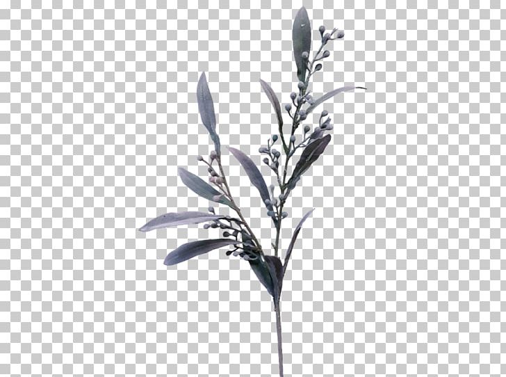 Flower Bouquet Seed Mimosa Berry PNG, Clipart, Artificial Flower, Berry, Black And White, Branch, Flower Free PNG Download