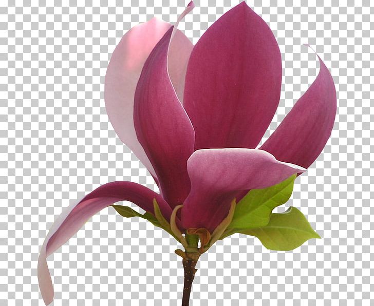 Flower Chinese Magnolia PNG, Clipart, Blossom, Branch, Chinese Magnolia, Cut Flowers, Flower Free PNG Download