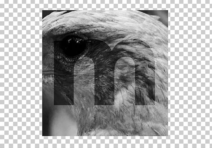 Photography Graphic Designer PNG, Clipart, Beak, Bird Of Prey, Black And White, Closeup, Eagle Free PNG Download