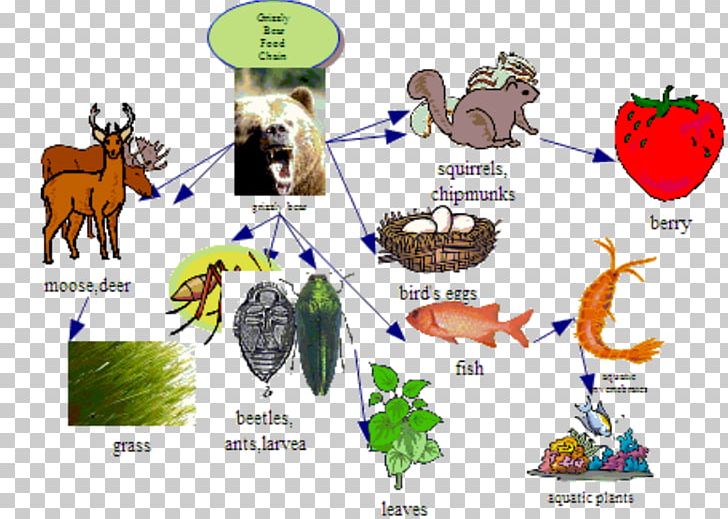 Polar Bear Grizzly Bear Food Chain Wiring Diagram PNG, Clipart, American Black Bear, Animals, Area, Art, Bear Free PNG Download