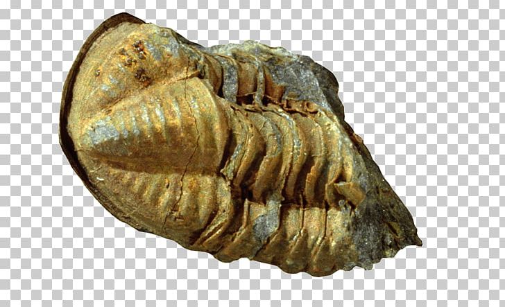 Lichida Devonian Fossil Carnic Alps Glabella PNG, Clipart, 5 Cm, Alps, Animal, Artifact, Centimeter Free PNG Download