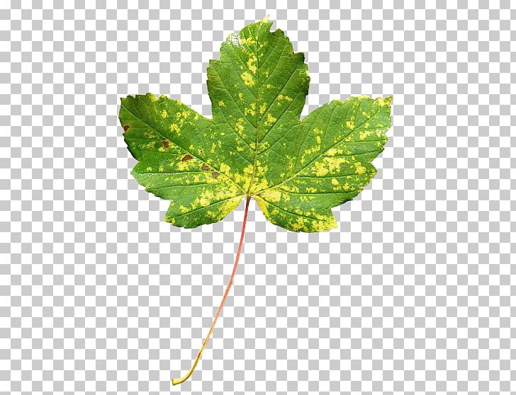 Maple Leaf Green Autumn Leaf Color PNG, Clipart, Autumn Leaf Color, Download, Google Images, Green, Leaf Free PNG Download