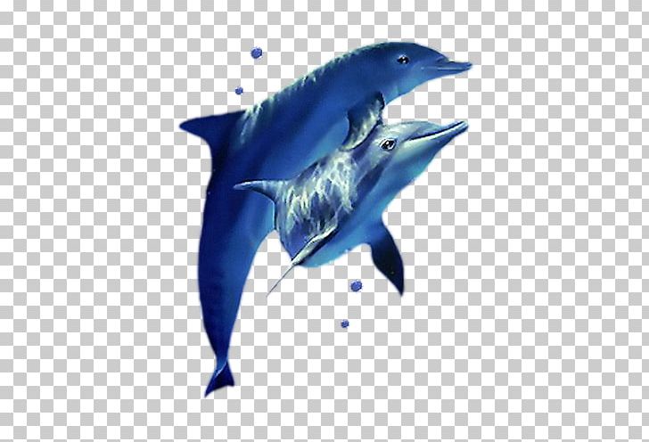 Oceanic Dolphin PNG, Clipart, Animal, Animals, Cartoon Dolphin, Cute Dolphin, Dolphin Free PNG Download