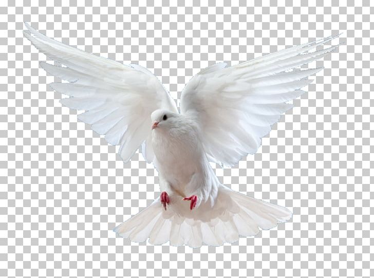 Rock Dove Columbidae Flight Bird God PNG, Clipart, Animals, Beak, Bird, Columbidae, Decal Free PNG Download