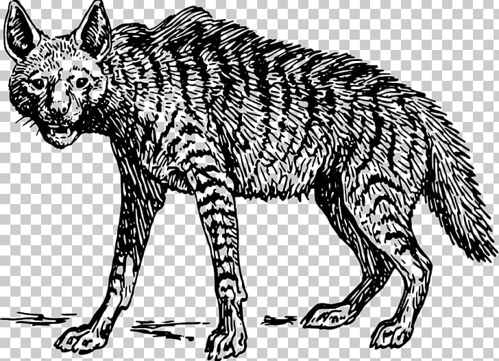 Striped Hyena Spotted Hyena Scavenger PNG, Clipart, Animal, Animals, Big Cats, Carnivoran, Cat Like Mammal Free PNG Download