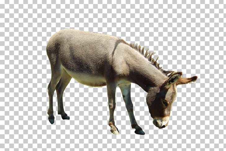 Donkey Aasi PNG, Clipart, Animal, Antelope, Button, Donkey, Download Free PNG Download