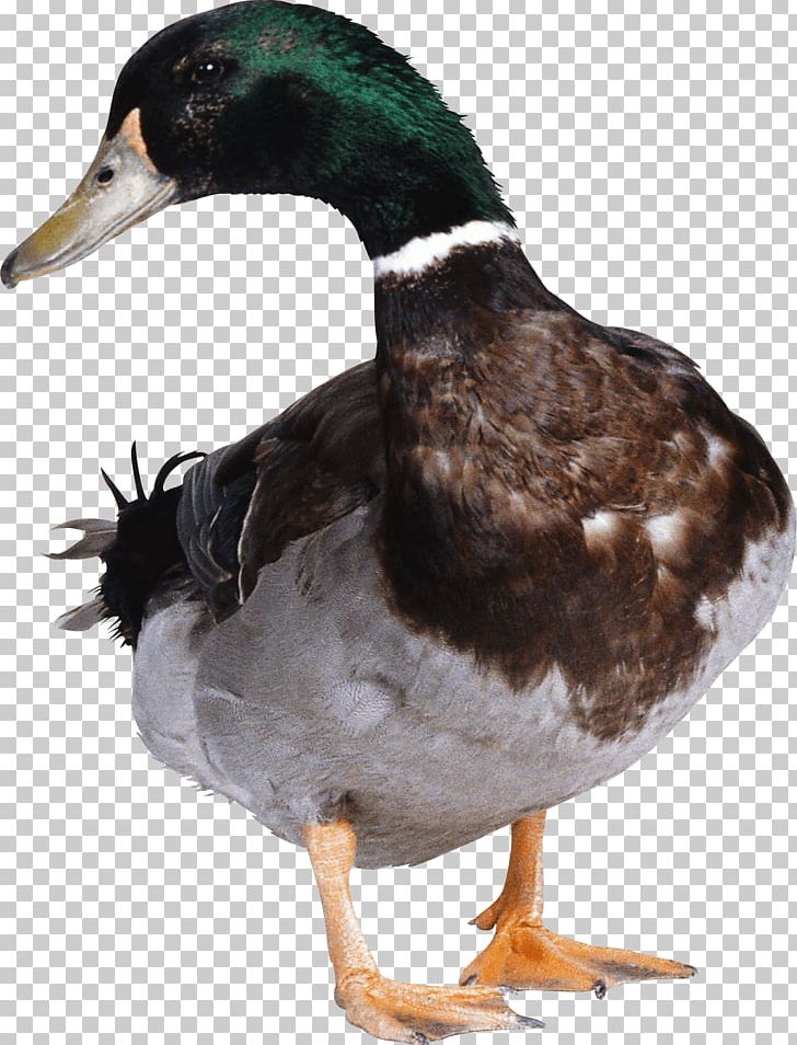 Duck Hunt American Pekin PNG, Clipart, American Pekin, Animals, Beak, Bird, Computer Icons Free PNG Download