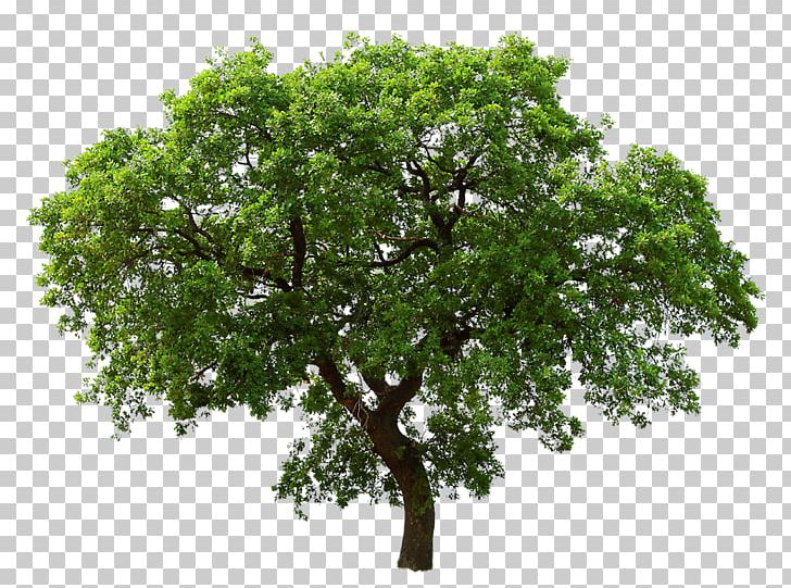 Tree Southern Live Oak PNG, Clipart, Branch, Computer Icons, Display Resolution, Download, Encapsulated Postscript Free PNG Download