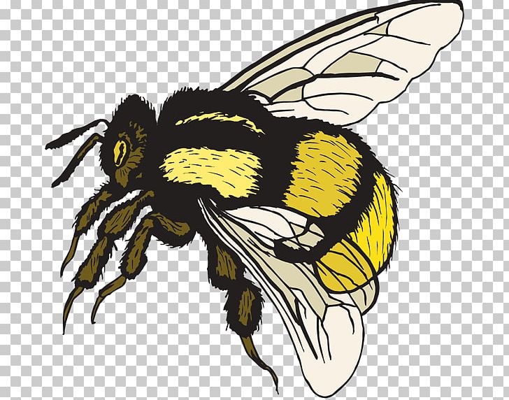 Bumblebee PNG, Clipart, Arthropod, Artwork, Bee, Blog, Bumble Bee Free PNG Download