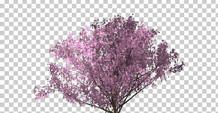 Cherry Blossom Sai PNG, Clipart, 3d Computer Graphics, Blossom, Branch, Cherry Blossom, Computer Free PNG Download