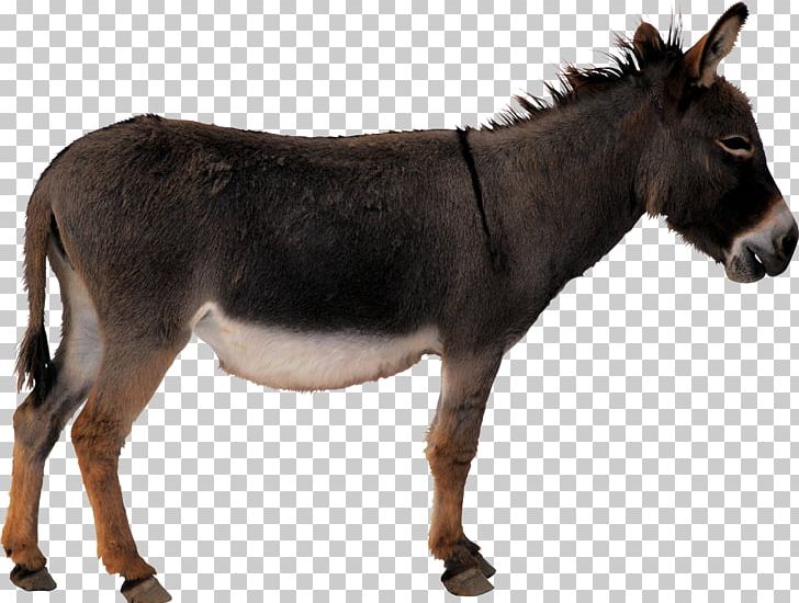 Donkey Horse PNG, Clipart, Animals, Computer Graphics, Donkey, Donkey Png, Download Free PNG Download