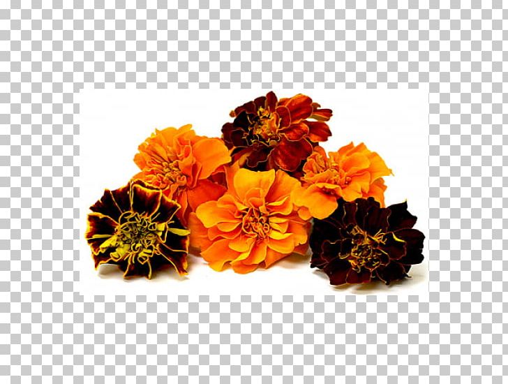 Flower Mexican Marigold Puja Lutein Seed PNG, Clipart, Birth Flower, Calendula Officinalis, Crop, Cut Flowers, Daisy Family Free PNG Download