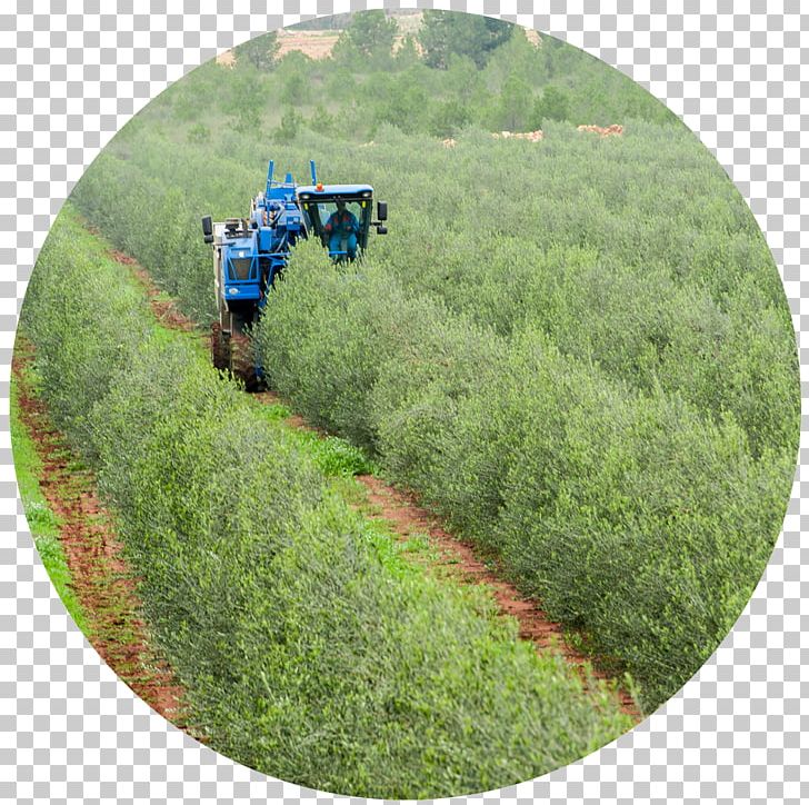 La Almazara Valle De Ricote Olive Oil Oil Mill PNG, Clipart, Agriculture, Archena, Crop, Field, Grass Free PNG Download