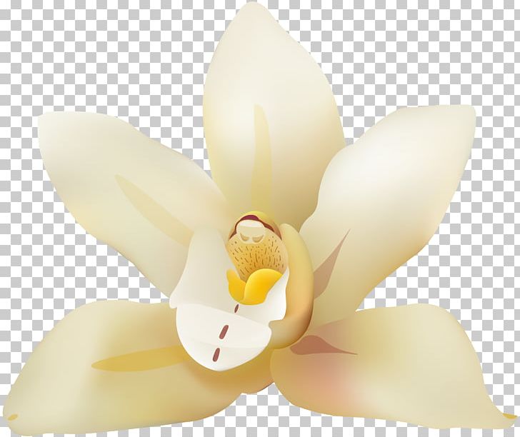 Petal Moth Orchids Cut Flowers Lilium PNG, Clipart, Closeup, Cut Flowers, Flower, Flowering Plant, Lighting Free PNG Download