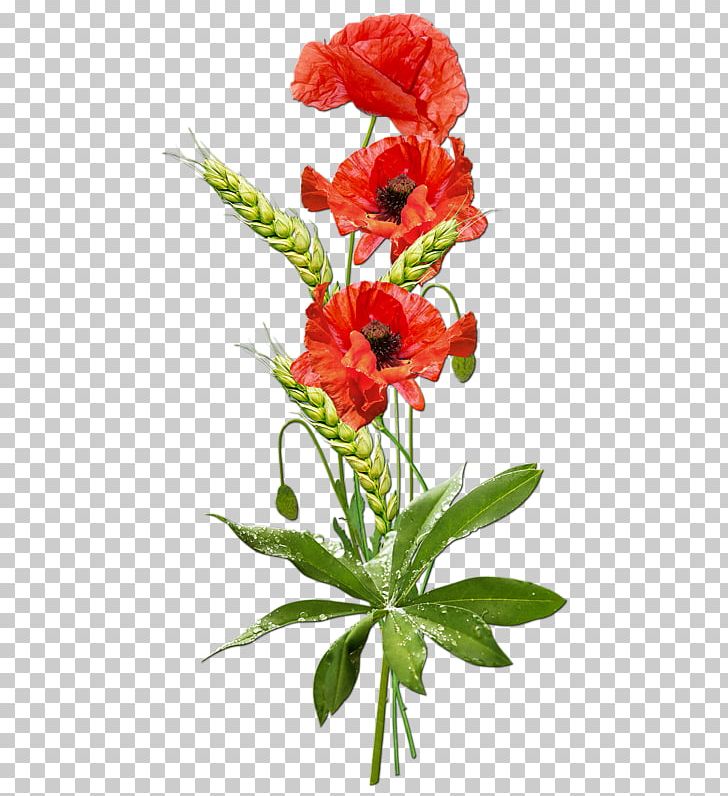 Portable Network Graphics Poppy Desktop PNG, Clipart, Annual Plant, Carnation, Common Poppy, Cut Flowers, Desktop Wallpaper Free PNG Download