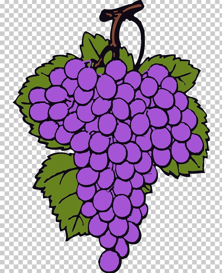 Wine Common Grape Vine PNG, Clipart, Animation, Art, Circle, Common Grape Vine, Creative Arts Free PNG Download