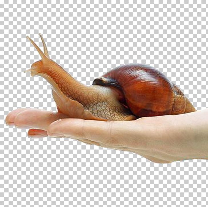 Giant African Snail Achatina Achatina Orthogastropoda Land Snail PNG, Clipart, Ampullariidae, Animal, Animals, Cartoon Snail, Environmental Free PNG Download