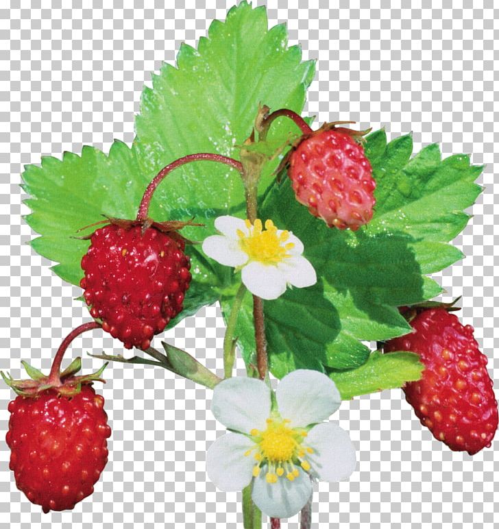 Musk Strawberry Wild Strawberry Fragaria Viridis PNG, Clipart, Berries, Bilberry, Blueberry, Food, Food Drinks Free PNG Download
